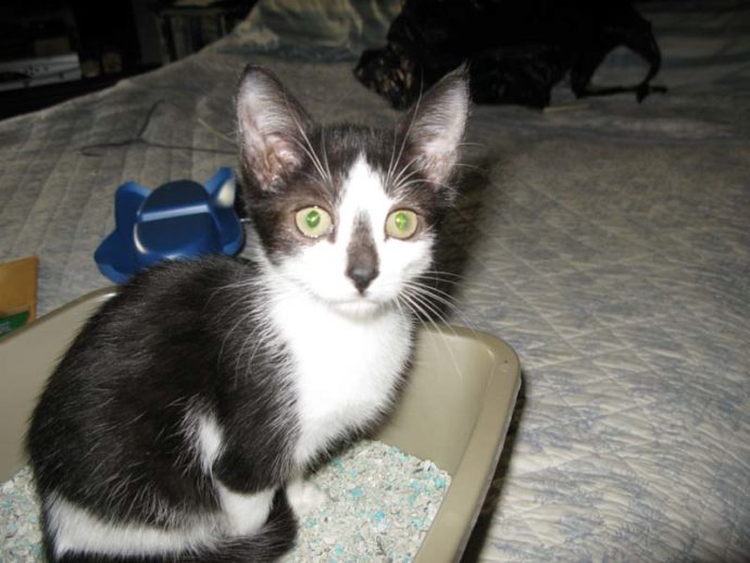 Cleo looking wide eye and in her new home for the first time.