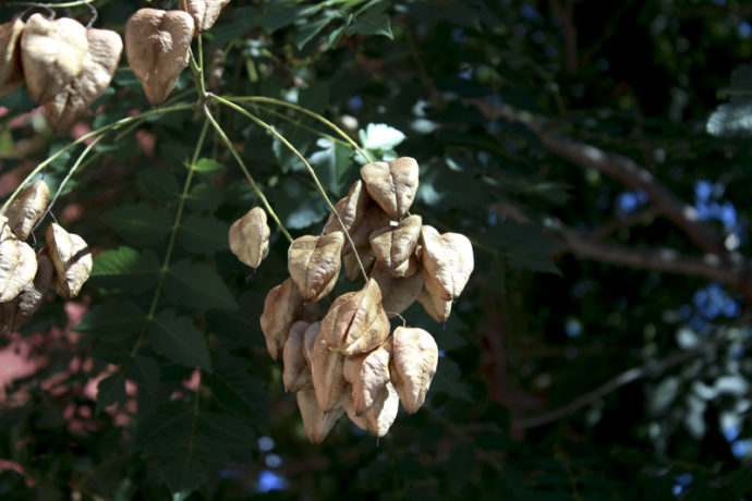 Tree pod on a tree on East 108th Street near Third Avenue