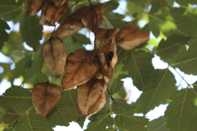 Seeds inside tree seed pod at East 108th Street near Third Avenue