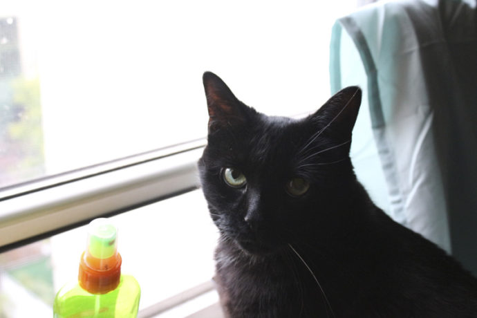 Molly stares at me while looking out the window.