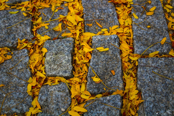 Fall Leaves Arrive in the street bricks on Frawley Circle.