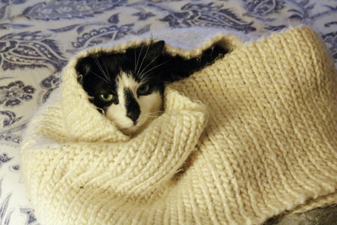 Cleo my cat covered on a chilly day. Sometimes the apartment gets chilly on very very cold days. So we cover her. She likes it.