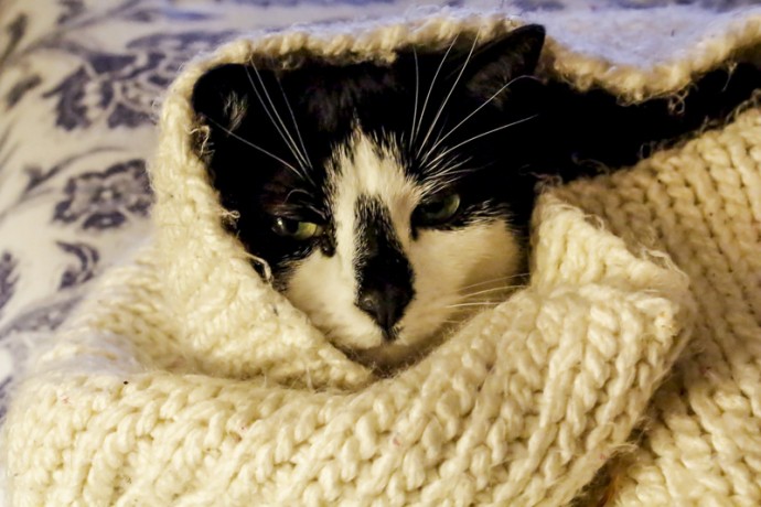 A close up of Cleo who was covered against the chill of the apartment.