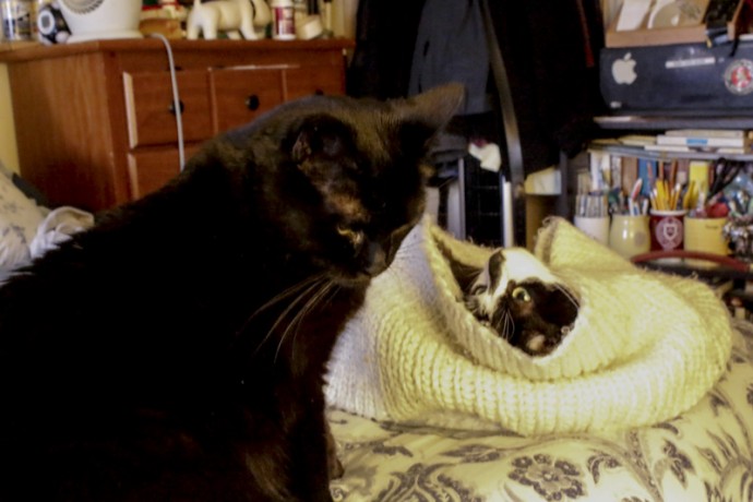 My two cats, one looking down and the other looking at the one looking down.