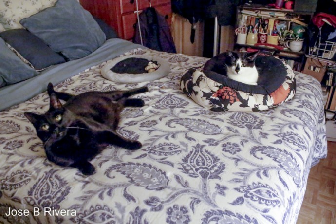 Cleo and Molly chilling out in my warm room.