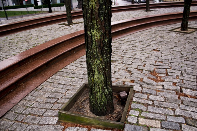 Tree at Frawley Circle.