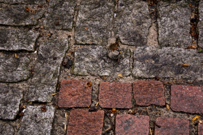 A small bird is almost is hard to see in the dark tile of Frawley Circle at East 110th Street and Fifth Avenue.