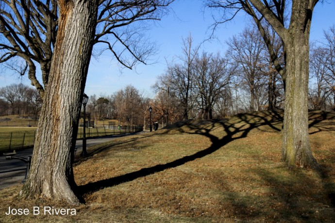 A photo of some of the trees in Central Park.