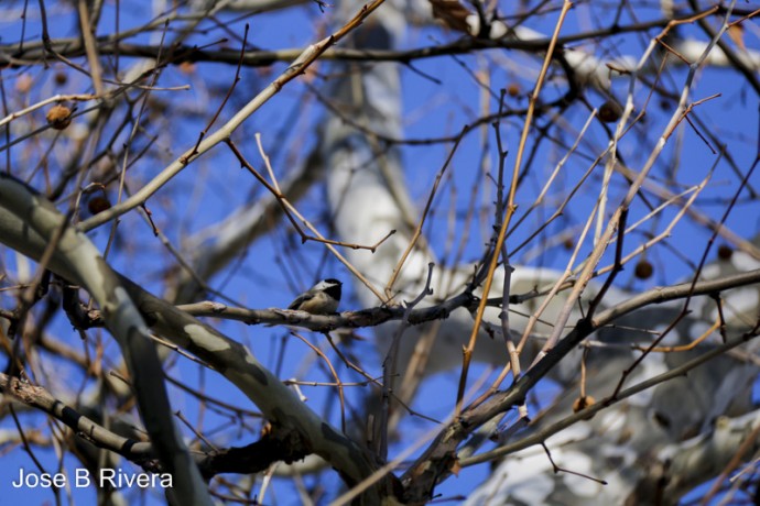 Small bird up a tree and against a big and very blue sky