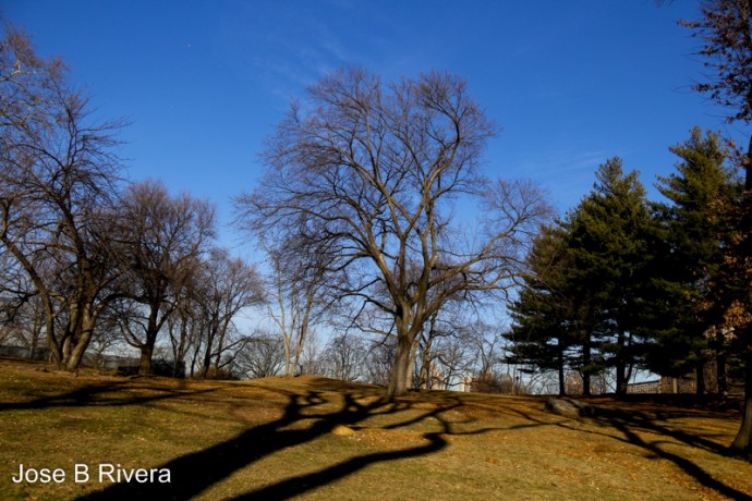 Nice view of Central Park trees against a backdrop of a deep blue sky.