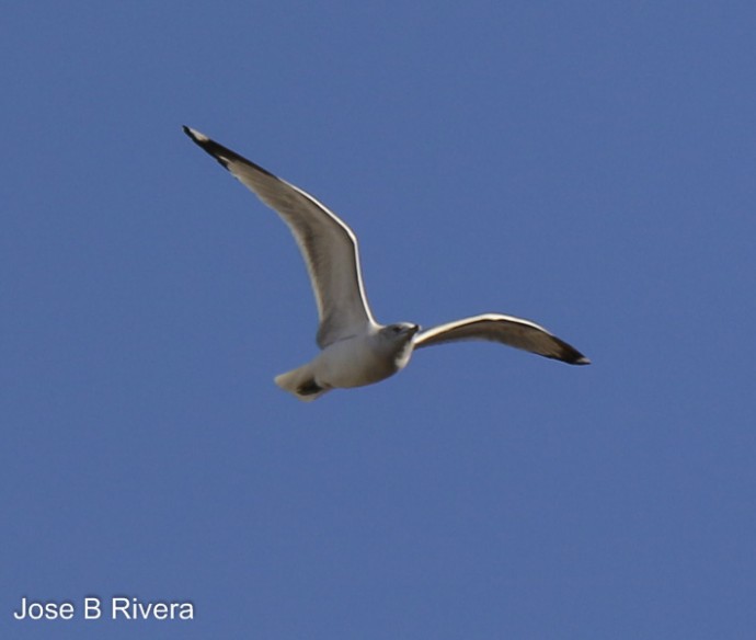 Seagull flying over East Harlem.