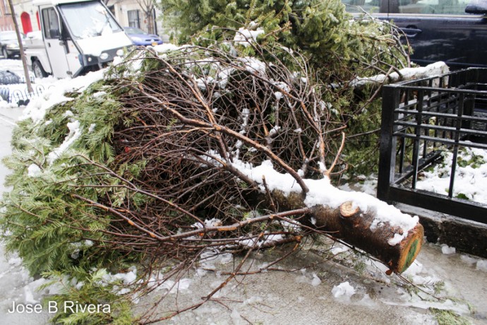 Trashed Christmas Tree