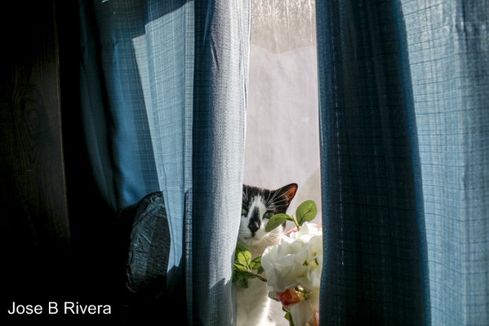 Cleo getting sun and peaking in at me.