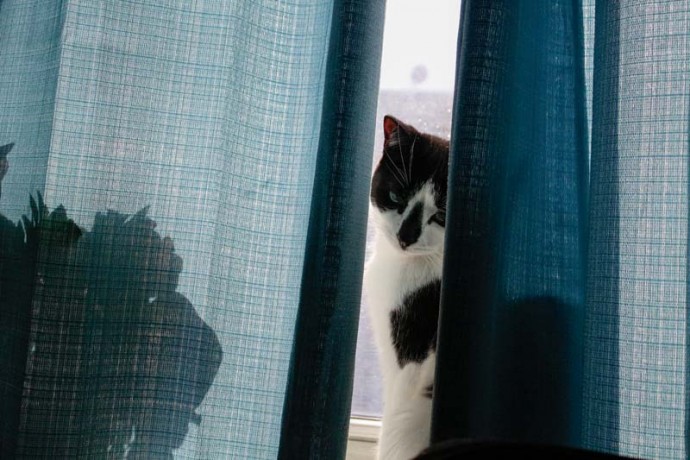 Cleo on window sill.