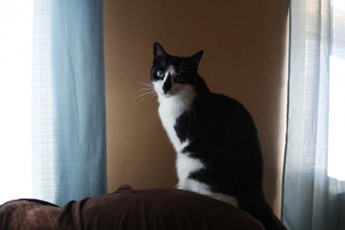 Cleo looking sideways.