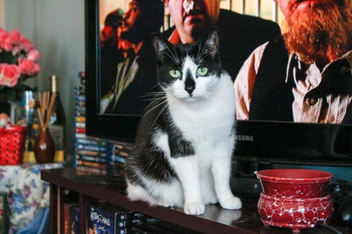 Cleo looks out and stares.