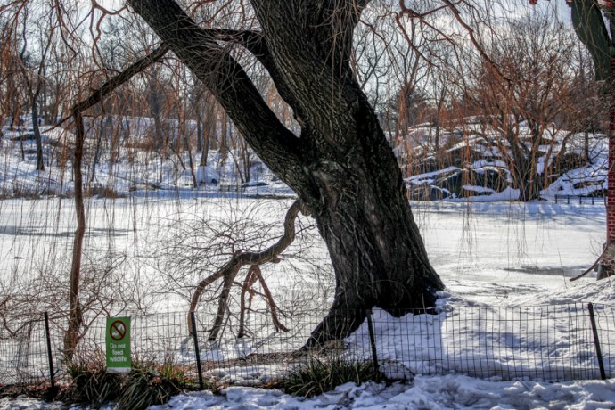 Lake Front Tree Branch
