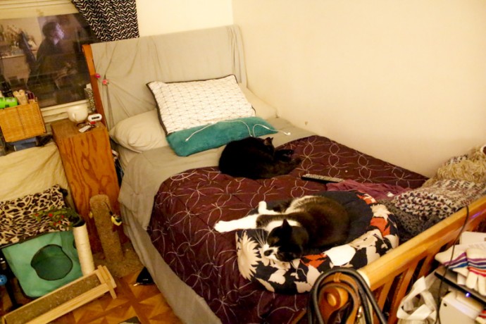 My two cats sleeping together.