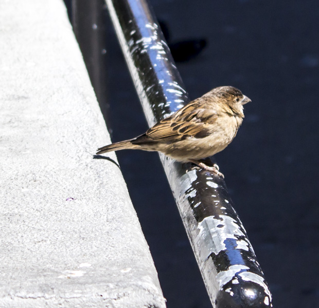 Sparrow on a rail