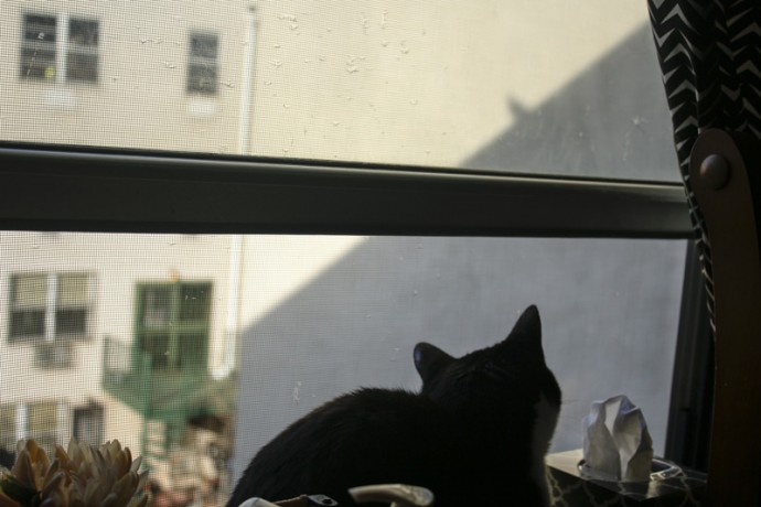 My cat Cleo watching the shadow of a bird cast on the building next door. The bird was on my apartment building roof.