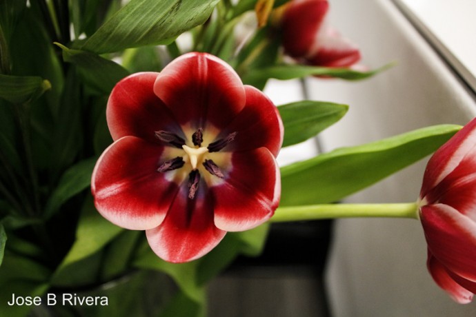 Red and Yellow Flower.