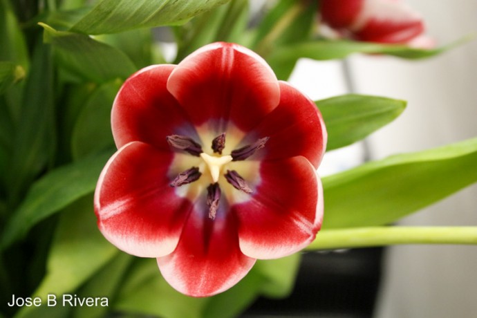 Red and Yellow Flower against Green backdrop.