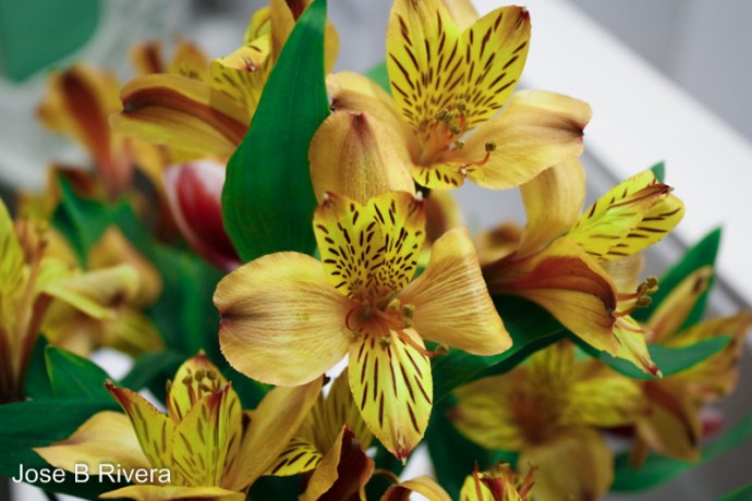 Nice Yellow Speckled Flowers.