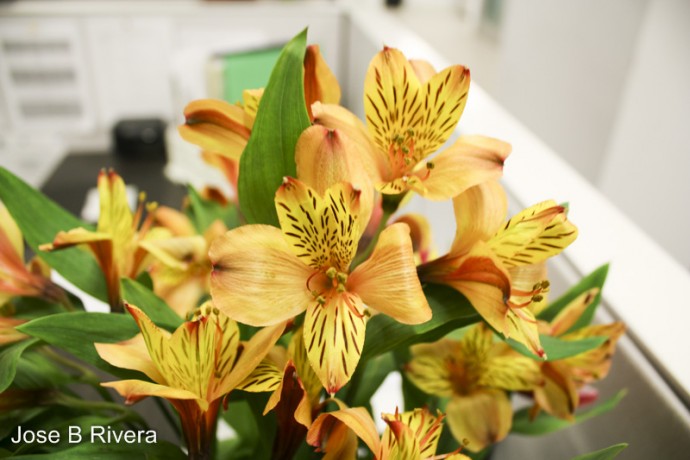 Pretty yellow speckled flowers with green leaves.