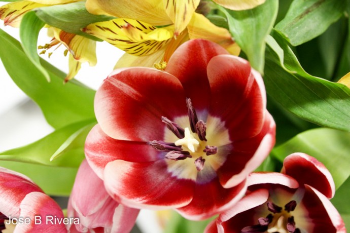 Big Red and White Flower