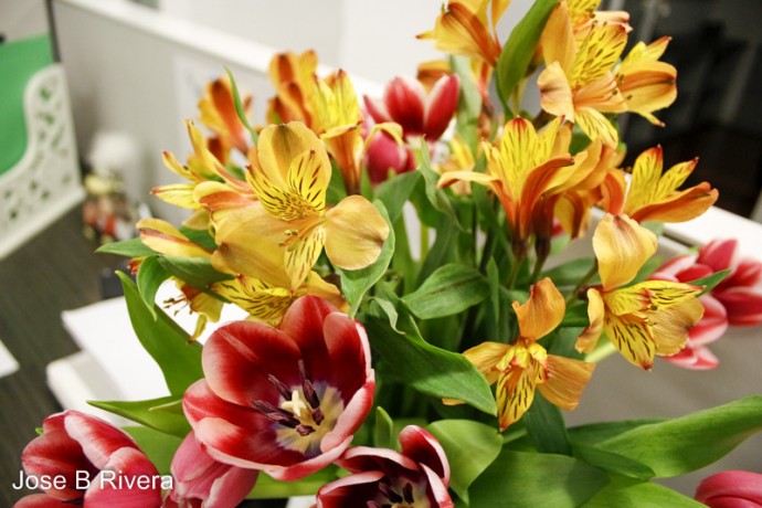 Nice yellow and red flowers taken at the Administrative Offices of Settlement Health at East 107th Street near Park Avenue.