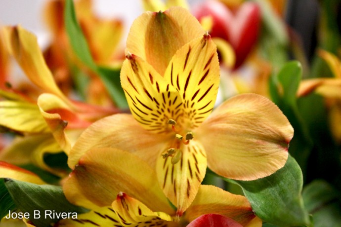 Close up of pretty yellow speckled flowers.
