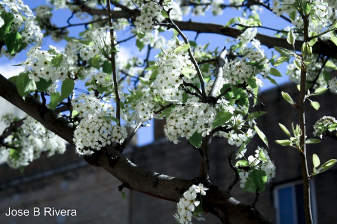 White Flowers, Green Leaves