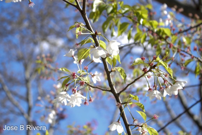 April Spring Flowers beginning to bloom