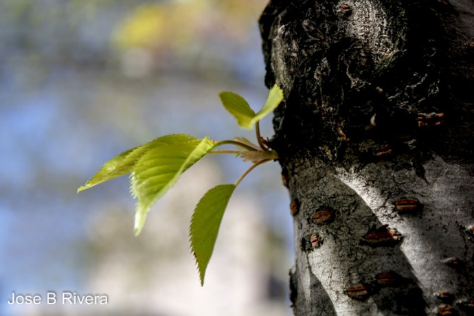A budding flower, to soon become a branch. Taken at east 99th Street and Third Avenue near the bus shelter.