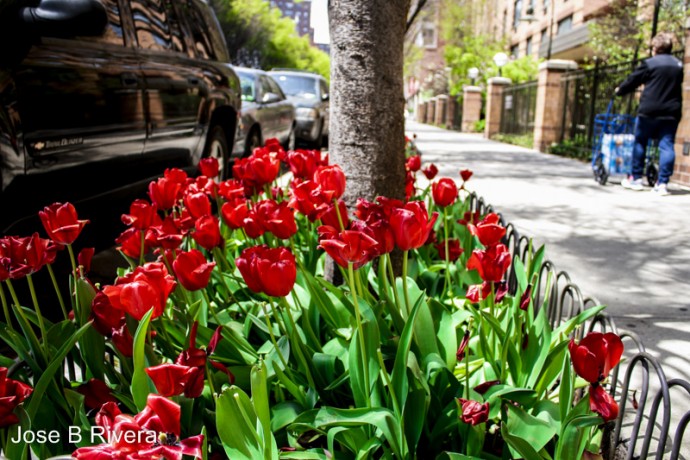 A bed of red flowers at East 111th Street near Second Avenue.