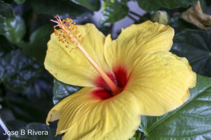 Beautiful yellow and red flower with its large stem.