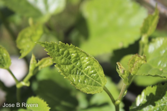 Nice green leaf. Looks minty.