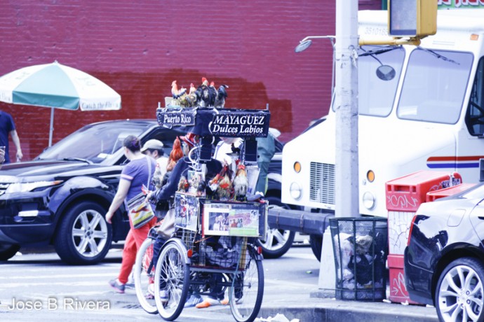 This person is famous in East Harlem for his Cock covered bicycle carriage. He also plays Puerto Rican music.