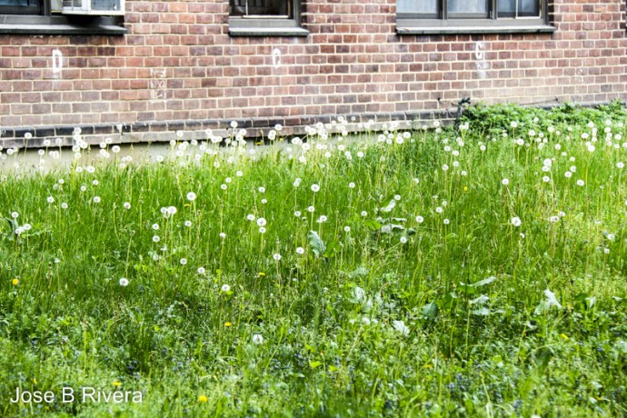 A bed of Dandelions on the ground of Washington Houses projects near East 103rd Street and Second Avenue.