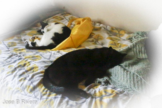 Cats sleeping near each other.