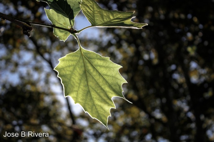 Sun Back Lit Leaf.