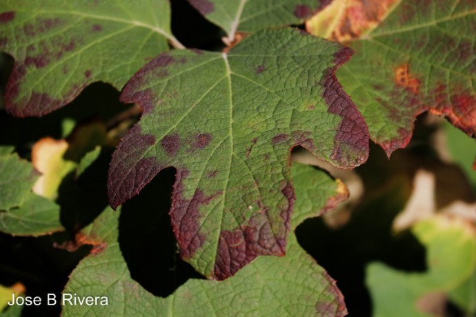 Fall colors on leaf.