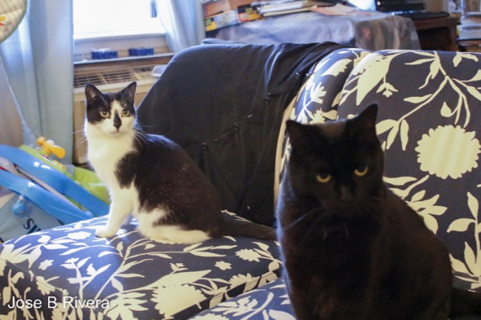 Two cats on two chairs.