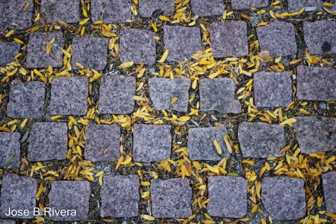 Fall Leaves on Fifth Avenue and East 110th Streets.