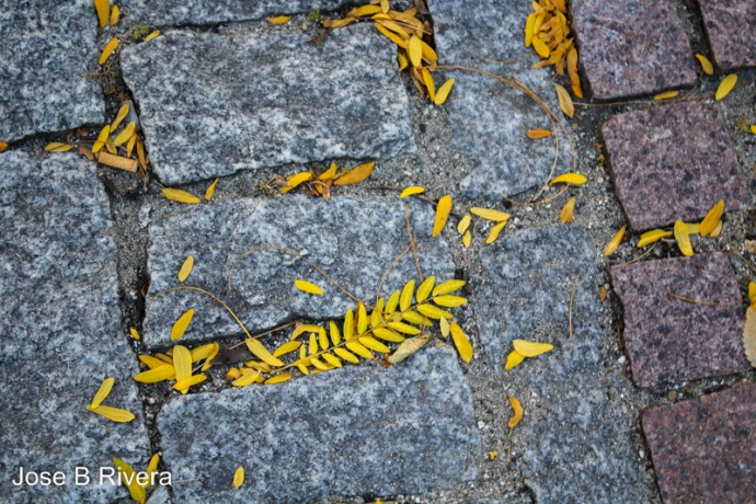 Leaves in Crevice on cobble stone floor at Fifth Avenue near East 110th Street.