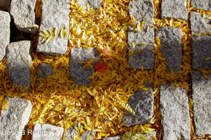 Golden Leaves on cobble stone floor at East 110th Street and Fifth Avenues. Fall arrives.