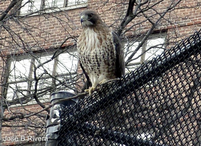 Big Bird, maybe a Falcon, on high park fence near East 102nd Street and Second Avenue.