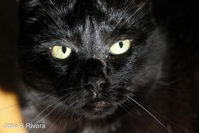 Photo of my cat Molly taken with my Canon 100mm Macro Lens.