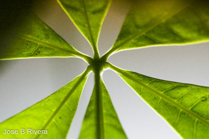 These leaves are part of a plant which my wife keeps in the hallway of our apartment. They are back lit by sunlight.