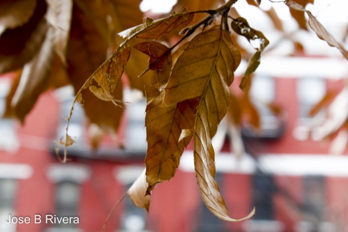 Winter leaves still on tree on Third Avenue between East 110-111th Street.
